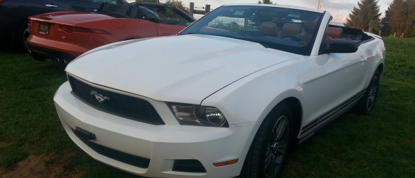 A white mustang.